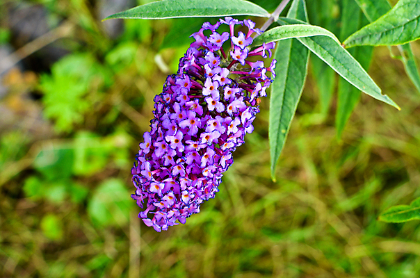 포토 JPG 해외이미지 식물 꽃잎 꽃 줄기 나비 백그라운드 잎 오렌지 벽지 사람없음 야외 장식 초록색 정원 보라색 활발 벚꽃 개화 우아함 달콤 관목 향기 상록수 꿀 스파이크 라일락 강렬 영원 해외202004 해외포토 나무 컬러 곤충 컨셉 과일 맛 냄새 파일형식 이미지허브
