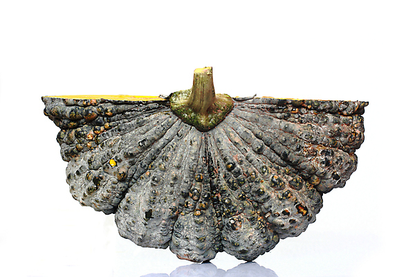 포토 JPG 해외이미지 식물 얼굴 음식 백그라운드 채소 호박 프레임 건강 사람없음 노란색 주방 수확 가을 신선 자르기 오브젝트 날것 스쿼시 다리찢기 내추럴 고립 숙성 해외202004 해외포토 계절 스포츠 컬러 농업 모션 신체부위 구기 파일형식 이미지허브