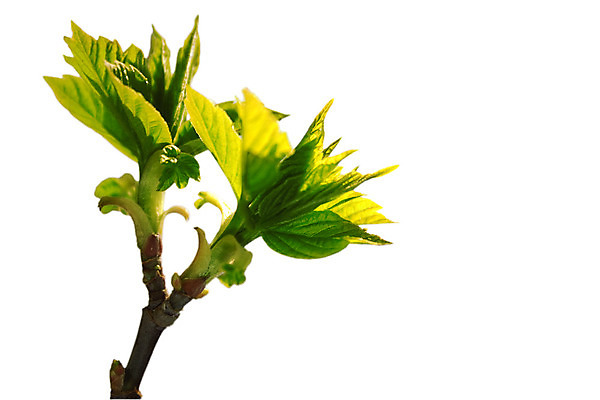 포토 JPG 해외이미지 나무 식물 백그라운드 컨셉 단풍 잎 자연 추상 기술 사람없음 야외 초록색 여름 햇빛 환경 봄 활발 성장 흰색 나뭇가지 신선 선택 숲 질감 빛망울 고립 플라타너스 전경 효과 해외202004 해외포토 계절 컬러 무늬 풍경 빛 태양 생태계 파일형식 탑뷰 이미지허브