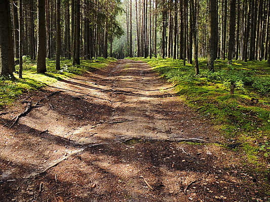 포토 JPG 해외이미지 나무 자연 날씨 휴식 그림자 이끼 풍경 사람없음 목재 여름 태양 갈색 침묵 소나무 숲 허브 즐거움 통나무 전나무 원뿔 벨로루시 생태학 해외202004 해외포토 자연요소 도형 식물 계절 교육 감정 컬러 컨셉 재료 소리 생태계 파일형식 이미지허브