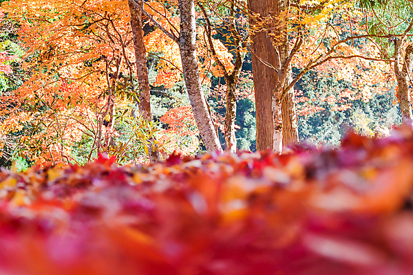 포토 JPG 해외이미지 나무 식물 계절 공원 여행 백그라운드 단풍 잎 오렌지 자연 하늘 추상 풍경 사람없음 야외 빨간색 초록색 파란색 빛 컬러풀 햇빛 노란색 정원 일본 가을 나뭇가지 황금 숲 질감 장면 내추럴 교토 해외202004 해외포토 공공시설 아시아 컬러 무늬 과일 태양 생태계 파일형식 이미지허브