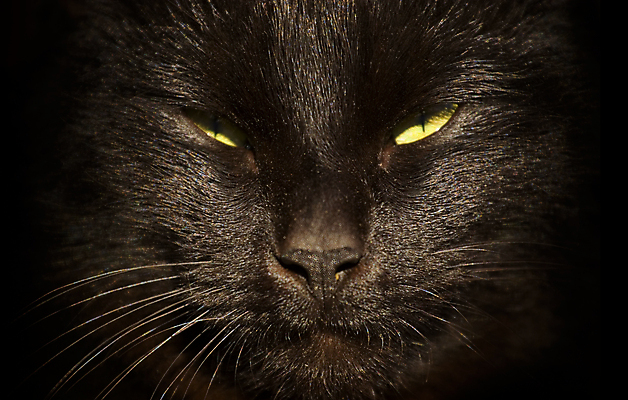 포토 JPG 해외이미지 동물 응시 얼굴 포유류 수염 주택 털 사람없음 초록색 반려동물 노란색 머리 검은색 고양이 어둠 닫기 코 시력 노려봄 해외202004 해외포토 시선 컬러 모션 표정 건물 신체부위 파일형식 이미지허브