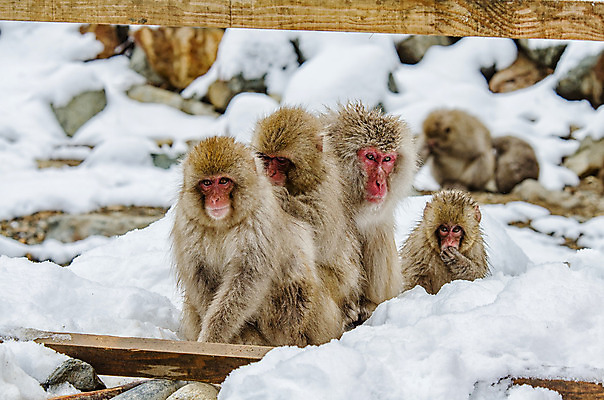 포토 JPG 해외이미지 나무 동물 공원 얼굴 야생동물 분홍색 조각 겨울 포유류 털 사람 사람없음 갈색 걷기 일본 얼음 봄 산책 추위 원숭이 표현 관찰 뜨거움 호기심 오르기 유인원 폭설 해외202004 해외포토 자연요소 식물 계절 공공시설 감정 아시아 컬러 컨셉 모션 휴식 눈_날씨 신체부위 자연재해 파일형식 이미지허브