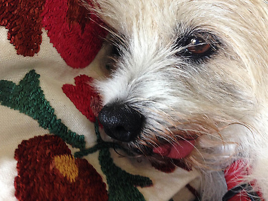 포토 JPG 해외이미지 동물 포유류 휴식 사람없음 반려동물 잠 개 강아지 작음 만족 푸들 주둥이 송곳니 총구 해외202004 해외포토 감정 컨셉 치아 크기 파일형식 이미지허브