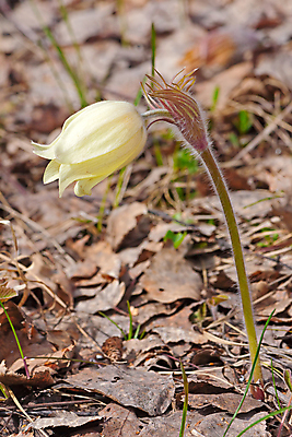 포토 JPG 해외이미지 식물 계절 꽃 잎 자연 사람없음 봄 러시아 해외202004 해외포토 유럽 생태계 파일형식 이미지허브