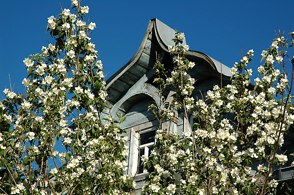 포토 JPG 해외이미지 꽃잎 꽃 창문 하늘 지붕 주택 사람없음 목재 장식 노란색 흰색 나뭇가지 달콤 큼 철 냄새 아로마 덩어리 옛날 아연 해외202004 해외포토 나무 식물 컬러 재료 건물 맛 크기 영양소 파일형식 이미지허브