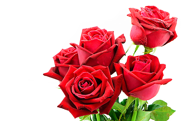 포토 JPG 해외이미지 식물 꽃잎 꽃 백그라운드 꽃무늬 자연 휴가 발렌타인데이 선물 사랑 사람없음 빨간색 초록색 장미 정원 벚꽃 흰색 축하 신선 오픈 신용카드 고립 해외202004 해외포토 감정 컬러 컨셉 무늬 데이이벤트 금융 생태계 파일형식 이미지허브