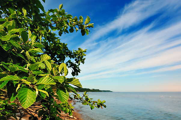 포토 JPG 해외이미지 식물 계절 파도 바다 백그라운드 잎 자연 하늘 파노라마 풍경 해변 사람없음 야외 초록색 물 여름 파란색 환경 정원 신선 순수 질감 생물학 장면 내추럴 생태학 수평선 그리너리 해외202004 해외포토 자연요소 교육 컬러 컨셉 촬영기법 생태계 파일형식 트랜드컬러 이미지허브