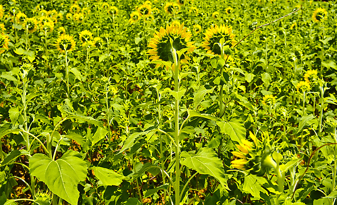 포토 JPG 해외이미지 식물 계절 꽃 백그라운드 꽃무늬 밭 농업 자연 해바라기 풍경 사람없음 야외 초록색 여름 농작물 햇빛 태양 농장 노란색 맑음 활발 성장 벚꽃 시골 황금 내추럴 밭일 해외202004 해외포토 자연요소 산업 컬러 컨셉 무늬 날씨 생태계 파일형식 이미지허브