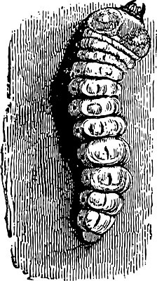 EPS 해외이미지 선 일러스트 가족 미술 검은색 수확 흰색 딱정벌레 그림 애벌레 판화 코스모폴리탄 해외202004 해외일러스트 컬러 곤충 농업 관계 문화예술 칵테일 벌레 파일형식 벡터 이미지허브