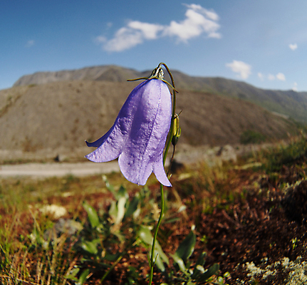 포토 JPG 해외이미지 식물 백인 구름 여행 백그라운드 자연 하늘 산 풍경 사람없음 야외 초록색 여름 파란색 트래킹 하이킹 종 개화 정상 러시아 러시아인 절정 눈내림 전경 해외202004 해외포토 자연요소 서양인 계절 꽃 유럽 컬러 레저 눈_날씨 생태계 파일형식 탑뷰 이미지허브