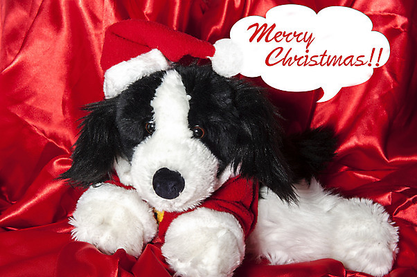 포토 JPG 해외이미지 동물 행복 인형 백그라운드 크리스마스 가방 휴가 선물 앉기 사람없음 빨간색 반려동물 산타클로스 곰인형 흰색 개 강아지 작음 고립 꼭두각시 클라우스 해외202004 해외포토 잡화 기념일 감정 컬러 포유류 모션 크기 파일형식 이미지허브