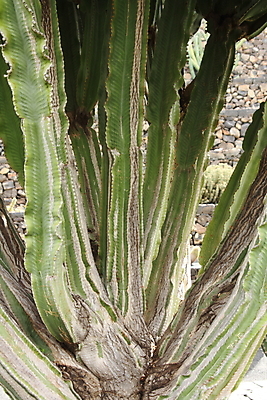 포토 JPG 해외이미지 식물 자연 사람없음 초록색 정원 척추 갈기 스파이크 옛날 이국적 해외202004 해외포토 컬러 뼈 생태계 파일형식 이미지허브