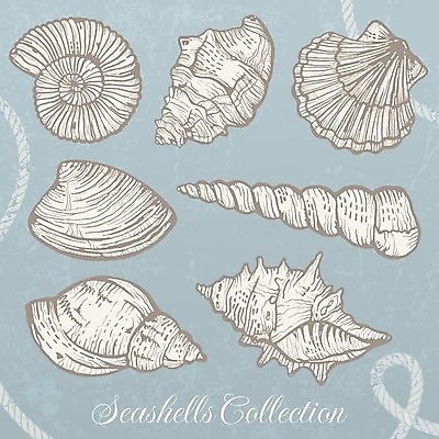 EPS 해외이미지 동물 손 디자인 종이 밧줄 음식 바다 여행 백그라운드 패턴 일러스트 자연 추상 휴가 조개 연체동물 나선형 미술 그래픽 장식 물 세트 수중 수확 껍질 낙서 수집 그림 복고 수족관 한조각 고립 그런지 동물상 스크랩북 엘리먼트 이국적 해외202004 해외일러스트 자연요소 1 줄 무늬 농업 문화예술 어패류 무척추동물 신체부위 조형물 생태계 파일형식 벡터 이미지허브