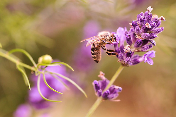 포토 JPG 해외이미지 식물 동물 계절 꽃잎 꽃 곤충 백그라운드 컨셉 꽃무늬 밭 자연 사람없음 초록색 파란색 햇빛 태양 약 정원 맑음 보라색 일몰 봄 화장품 프랑스 업무 꿀벌 저녁 수분 허브 제비꽃 향수 묘사 데이지 아로마 꽃가루 꿀 라벤더 찌르기 프로방스 해외202004 해외포토 자연요소 유럽 컬러 무늬 농업 의학 모션 날씨 뷰티 노을 작업 벌_곤충 야간 가루 생태계 파일형식 이미지허브