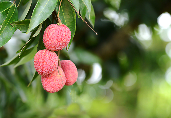 포토 JPG 해외이미지 나무 식물 분홍색 잎 농업 다이어트 과일 자연 건강 동양인 사람없음 빨간색 초록색 신선 달콤 과수원 다발 날것 숙성 이국적 해외202004 해외포토 산업 컬러 인종 맛 생태계 파일형식 이미지허브