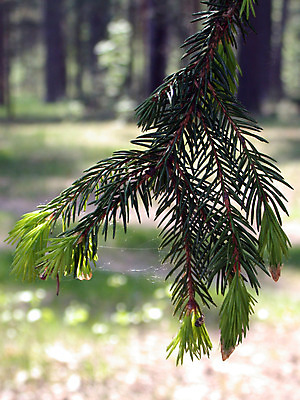 포토 JPG 해외이미지 나무 계절 길 자연 하늘 풍경 사람없음 야외 목재 파란색 빛 태양 환경 힘 추위 안개 나뭇가지 시골 황금 숲 땅 장면 바이탈 해외202004 해외포토 자연요소 식물 컬러 재료 날씨 생태계 파일형식 이미지허브