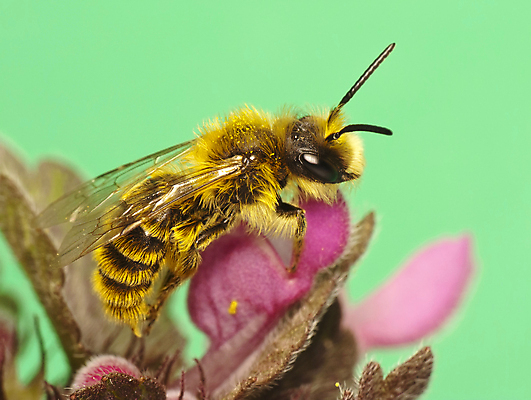 포토 JPG 해외이미지 꽃 야생동물 곤충 자연 안테나 사람없음 야외 봄 작업 수분 묘사 꽃가루 꿀 생태학 해외202004 해외포토 식물 동물 계절 교육 통신 가루 생태계 파일형식 이미지허브