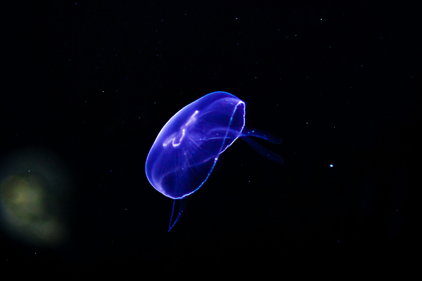 포토 JPG 해외이미지 한마리 사람없음 보라색 바닷속 수중동물 자포동물 해파리 해외202004 해외포토 동물 1 컬러 수중 파일형식 이미지허브