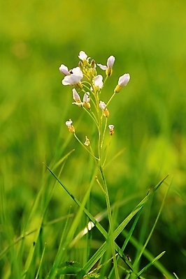 포토 JPG 해외이미지 식물 계절 꽃 백그라운드 꽃무늬 밭 자연 풍경 잔디 사람없음 야외 초록색 여름 파란색 컬러풀 햇빛 농장 농경지 환경 정원 맑음 봄 벚꽃 시골 신선 클로버 땅 허브 내추럴 캐모마일 평야 해외202004 해외포토 컬러 무늬 농업 날씨 태양 생태계 파일형식 이미지허브