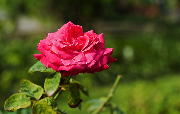 포토 JPG 해외이미지 식물 꽃잎 꽃 아시아 줄기 잎 꽃무늬 태국 자연 발렌타인데이 선물 사랑 사람없음 빨간색 여름 장미 정원 벚꽃 나뭇가지 신선 개화 묘사 원예 내추럴 루비 해외202004 해외포토 나무 계절 감정 나라 컬러 무늬 데이이벤트 취미 보석 생태계 파일형식 이미지허브