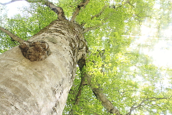 포토 JPG 해외이미지 나무 계절 잎 자연 사람없음 야외 목재 초록색 봄 세계문화유산 신선 숲 생태계 해외202004 해외포토 식물 컬러 재료 문화재 파일형식 이미지허브