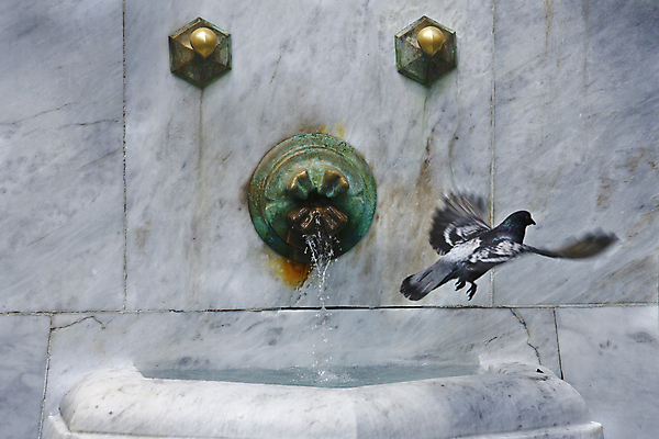 포토 JPG 해외이미지 동물 1 야생동물 자연 조류 사람없음 야외 물 걷기 우주 우정 회색 자유 도시 우아함 깃털 분수 비둘기 부리 단아함 무료 카피스페이스 해외202004 해외포토 자연요소 컬러 컨셉 모션 친구 공백 생태계 파일형식 이미지허브