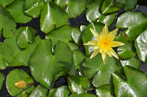 포토 JPG 해외이미지 식물 꽃잎 꽃 백그라운드 잎 꽃무늬 자연 사람없음 장식 초록색 물 노란색 환경 정원 벚꽃 연못 신선 개화 싱글 내추럴 해외202004 해외포토 자연요소 컬러 무늬 생태계 파일형식 이미지허브