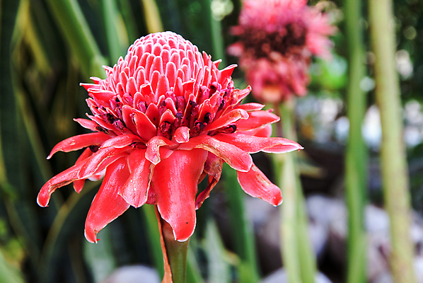 포토 JPG 해외이미지 나무 식물 꽃 잎 자연 조명 씨앗 사람없음 빨간색 봄 성장 벚꽃 개화 숲 수분 열대우림 생물학 화단 생강 노려봄 열대기후 이국적 해외202004 해외포토 계절 교육 컬러 채소 표정 생태계 파일형식 이미지허브