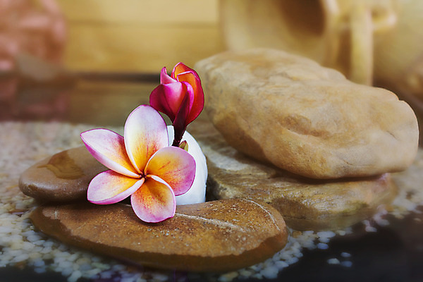 포토 JPG 해외이미지 꽃 분홍색 자연 휴식 사람없음 목재 노란색 스파 화목 봄 수확 골동품 벚꽃 흰색 신선 달콤 다발 향기 세피아 해외202004 해외포토 나무 식물 계절 컬러 컨셉 농업 재료 촬영기법 맛 생태계 냄새 파일형식 이미지허브