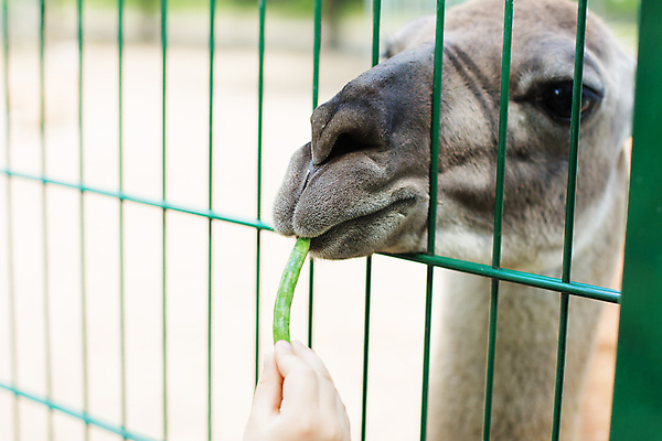 포토 JPG 해외이미지 동물 라이프스타일 공원 행복 어린이 여행 포유류 가족 자연 놀이 주택 함께함 동물원 관리 미소 사람 소년 사람없음 야외 여름 반려동물 농장 기쁨 터치 시골 아기 먹이 먹기 호기심 소통 걸음마 돌봄 라마 해외202004 해외포토 계절 공공시설 남자 감정 컨셉 농업 관계 모션 표정 건물 생활 생태계 파일형식 이미지허브