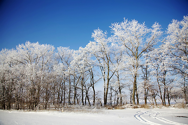 포토 JPG 해외이미지 나무 계절 백그라운드 겨울 밭 자연 하늘 동화 날씨 풍경 사람없음 야외 목재 가로 파란색 햇빛 냉동 얼음 추위 흰색 나뭇가지 숲 12월 크리스탈 서리 장면 내추럴 눈내림 해외202004 해외포토 자연요소 식물 컬러 농업 재료 눈_날씨 태양 날짜 광석 생태계 파일형식 이미지허브