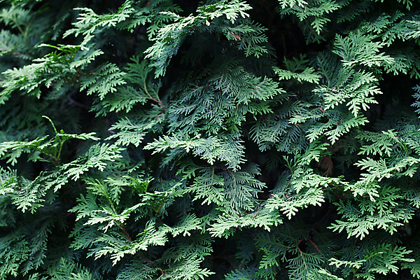 포토 JPG 해외이미지 나무 식물 전통 줄기 잎 크리스마스 비즈니스 자연 왕관 씨앗 풍경 사람없음 야외 목재 크리스마스트리 숲 오브젝트 장면 상록수 침엽수 전나무 원뿔 삼림지대 수목 가문비나무 그리너리 해외202004 해외포토 도형 기념일 재료 생태계 파일형식 트랜드컬러 이미지허브