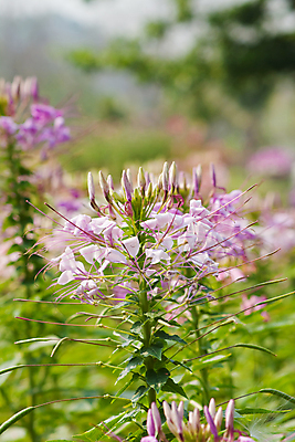 포토 JPG 해외이미지 식물 공원 꽃 여행 꽃무늬 패턴 밭 자연 사람없음 야외 초록색 파란색 빛 컬러풀 정원 보라색 봄 벚꽃 신선 닫기 해외202004 해외포토 계절 공공시설 컬러 무늬 농업 모션 생태계 파일형식 이미지허브