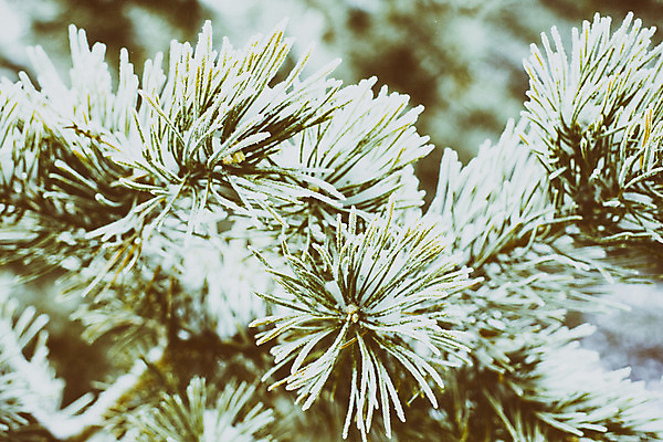 포토 JPG 해외이미지 겨울 풍경 사람없음 야외 시간 클래식 저녁 오브젝트 복고 옛날 겨울풍경 해외202004 해외포토 계절 컨셉 야간 파일형식 이미지허브