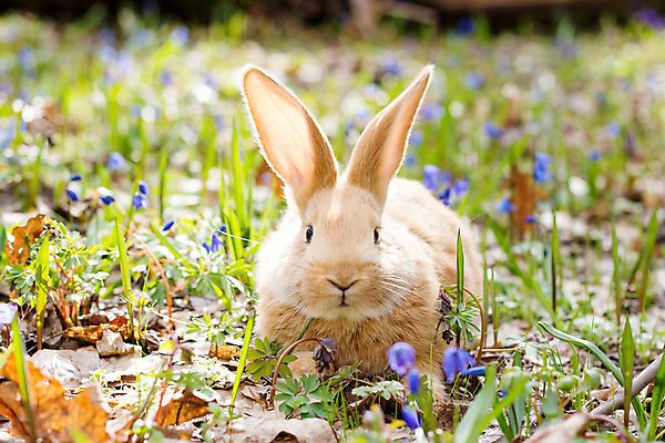 포토 JPG 해외이미지 잔디 사람없음 들꽃 토끼 해외202004 해외포토 식물 꽃 포유류 반려동물 파일형식 이미지허브
