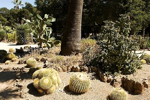포토 JPG 해외이미지 식물 공원 자연 선인장 건조 풍경 사람없음 야외 초록색 여름 정원 미국 산책 가시 대학교 캘리포니아 애리조나 서쪽 이국적 해외202004 해외포토 계절 공공시설 컬러 북아메리카 학교 휴식 방향 생태계 파일형식 이미지허브
