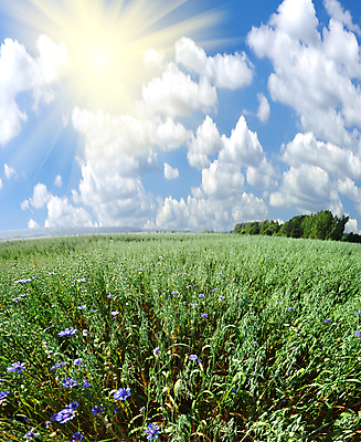 포토 JPG 해외이미지 나무 식물 구름 계절 밭 농업 자연 하늘 아침 날씨 풍경 잔디 사람없음 야외 초록색 여름 파란색 빛 햇빛 태양 우주 봄 에너지 자유 성장 시골 숲 땅 유기농 장면 지역 내추럴 줄서기 수평선 해외202004 해외포토 주간 자연요소 웰빙 산업 컬러 컨셉 모션 생태계 파일형식 이미지허브