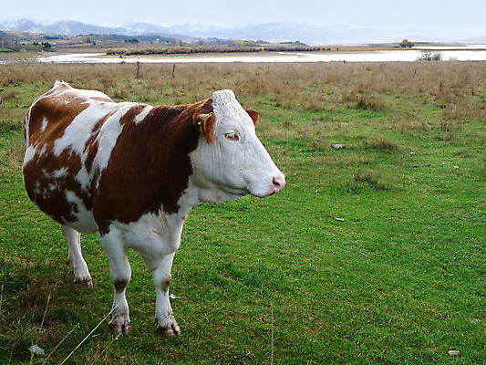 포토 JPG 해외이미지 동물 호수 백그라운드 겨울 밭 농업 자연 산 풍경 사람없음 야외 초록색 농장 갈색 환경 계곡 소고기 우유 가을 흰색 시골 소 장면 밭일 생태학 목가 해외202004 해외포토 계절 교육 산업 컬러 포유류 유제품 육류 생태계 파일형식 이미지허브
