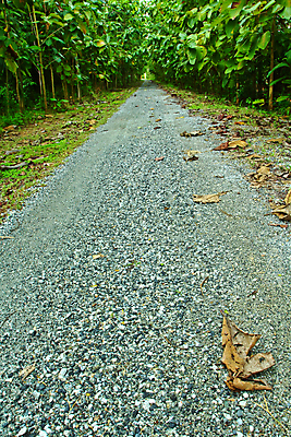 포토 JPG 해외이미지 나무 식물 계절 공원 도로 길 줄기 낙엽 잎 자연 그림자 풍경 잔디 사람없음 목재 초록색 여름 빛 나뭇가지 시골 신선 그룹 숲 오솔길 아스팔트 땅 허브 순수 나무껍질 지역 방법 줄서기 해외202004 해외포토 공공시설 컬러 컨셉 재료 교통시설 모션 껍질 생태계 파일형식 이미지허브