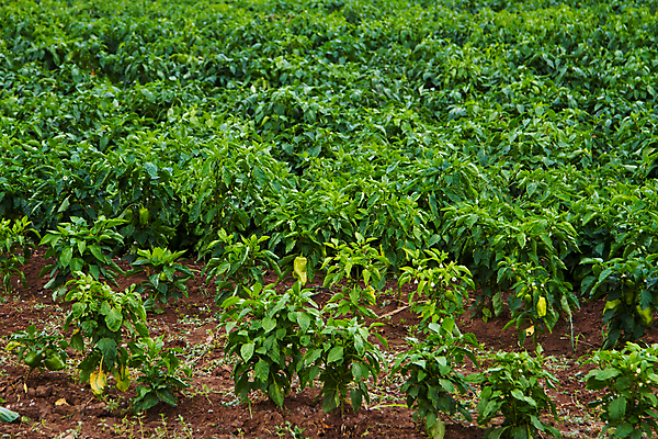 포토 JPG 해외이미지 식물 계절 음식 줄기 잎 농업 채소 건강 사람없음 초록색 정원 종 신선 향신료 날것 후추 숙성 채식주의자 해외202004 해외포토 산업 컬러 채식 향미료 파일형식 이미지허브