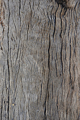 포토 JPG 해외이미지 백그라운드 패턴 자연 바닥 사람없음 목재 널 질감 자작나무 수목 해외202004 해외포토 나무 무늬 재료 생태계 파일형식 이미지허브