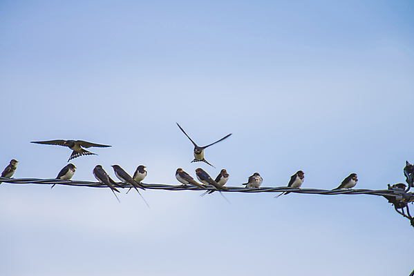 포토 JPG 해외이미지 동물 야생동물 선 패턴 날개 자연 조류 하늘 휴식 노르웨이 미술 앉기 사람없음 야외 여름 파란색 평화 환경 검은색 흰색 그룹 연결 깃털 꼬리 윤곽 철사 제비 동물상 엘리먼트 해외202004 해외포토 계절 유럽 컬러 컨셉 무늬 모션 문화예술 조형물 생태계 파일형식 이미지허브