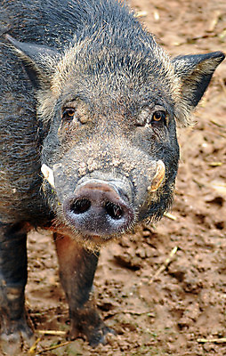 포토 JPG 해외이미지 동물 응시 남자 얼굴 야생동물 잎 겨울 포유류 자연 생물 털 사람없음 야외 목재 빨간색 초록색 빛 컬러풀 갈색 머리 환경 봄 가을 흰색 돼지 티켓 주식 숲 무서움 사냥 귀 주둥이 헝가리 멧돼지 옛날 해외202004 해외포토 나무 식물 시선 계절 감정 컬러 재료 사람 신체부위 금융 생태계 동유럽 파일형식 이미지허브