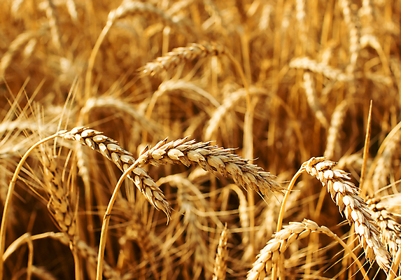 포토 JPG 해외이미지 식물 음식 빵 줄기 밭 농업 자연 건조 옥수수 씨앗 풍경 사람없음 여름 농작물 농장 농경지 노란색 식사 수확 성장 황금 낟알 시리얼 밀 귀 밀짚 밭일 숙성 호밀 해외202004 해외포토 계절 산업 컬러 곡류 신체부위 짚 생태계 파일형식 이미지허브