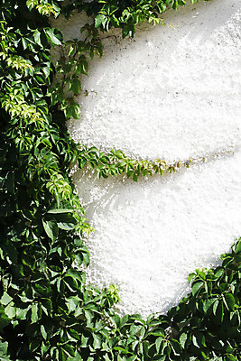 포토 JPG 해외이미지 식물 벽 백그라운드 잎 자연 프레임 사람없음 초록색 정원 성장 흰색 나뭇가지 덩굴 원예 포도나무 아이비 내추럴 해외202004 해외포토 나무 컬러 취미 과일나무 생태계 파일형식 이미지허브