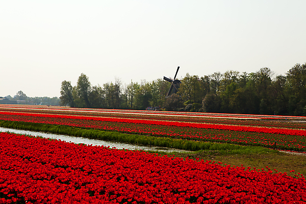 포토 JPG 해외이미지 꽃 밭 농업 전구 자연 하늘 풍경 사람없음 빨간색 컬러풀 풍차 튤립 네덜란드 화단 방앗간 해외202004 해외포토 식물 유럽 산업 컬러 생태계 파일형식 이미지허브