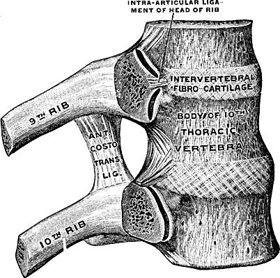 EPS 해외이미지 선 일러스트 미술 검은색 수확 흰색 그림 판화 바비큐립 해외202004 해외일러스트 컬러 농업 문화예술 바비큐 파일형식 벡터 이미지허브