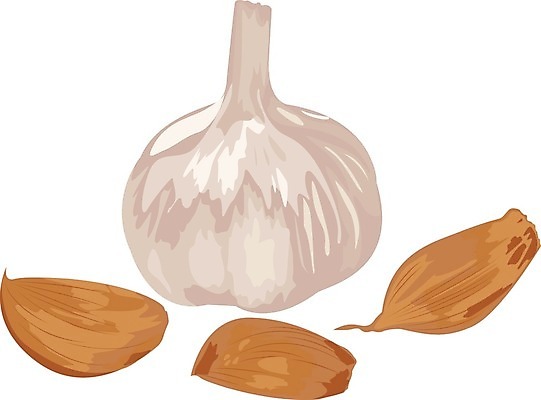 EPS 해외이미지 식물 라이프스타일 디자인 실루엣 음식 백그라운드 농업 다이어트 채소 일러스트 재료 전구 자연 건강 마늘 요리 여름 식사 수확 흰색 신선 조미료 상품 먹기 허브 향신료 오브젝트 메뉴 에코 유기농 날것 뿌리 향 내추럴 엘리먼트 채식주의자 비건 해외202004 해외일러스트 웰빙 계절 산업 컬러 모션 촬영기법 생활 환경 생태계 채식 향미료 파일형식 벡터 이미지허브