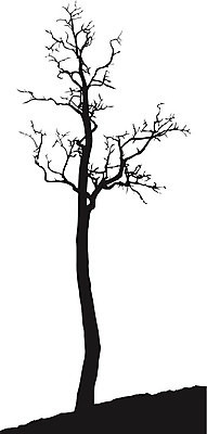 EPS 해외이미지 나무 식물 실루엣 낙엽 일러스트 자연 미술 그래픽 검은색 흰색 나뭇가지 클립 고립 옛날 해외202004 해외일러스트 컬러 잎 문화예술 촬영기법 생태계 파일형식 벡터 이미지허브